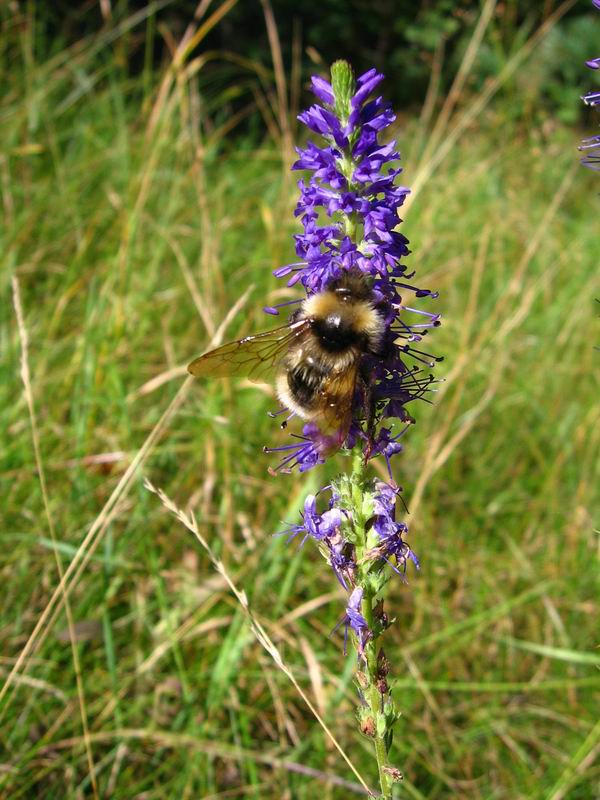 Image of Veronica spicata specimen.