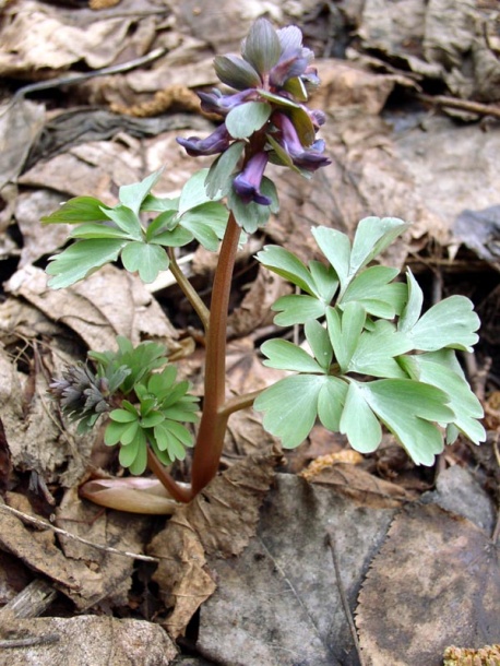 Image of Corydalis ambigua specimen.