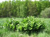 Veratrum lobelianum. Куртина растений на лугу в низине. Пензенская обл., Спасский р-н, с. Ново-Зубово, лес Частый. 30.05.2009.
