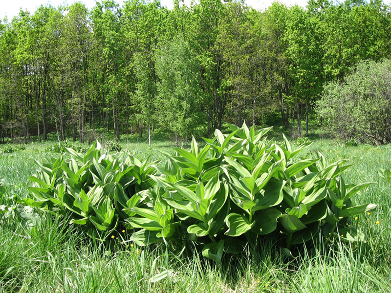 Image of Veratrum lobelianum specimen.