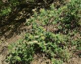 Lonicera etrusca. Цветущее растение. Краснодарский край, окр. Новороссийска, урочище \"Мокрая щель\" у Абрау-Дюрсо. 02.06.2009.