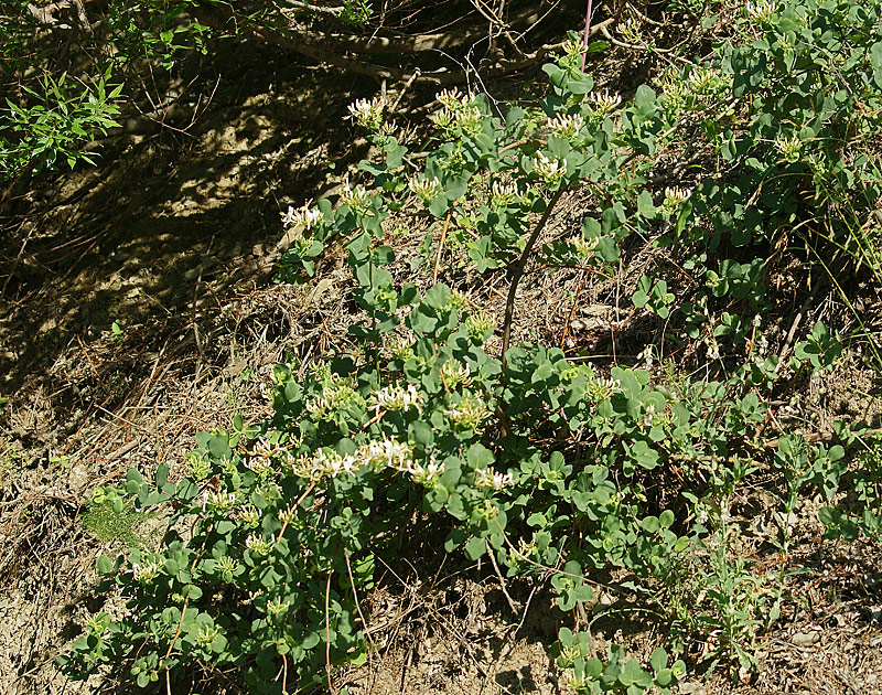 Image of Lonicera etrusca specimen.