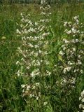 Silene viscosa. Верхушки цветущих растений. Днепропетровская обл., балочная степь. Начало июня.
