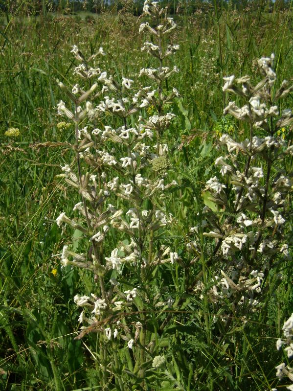 Image of Silene viscosa specimen.