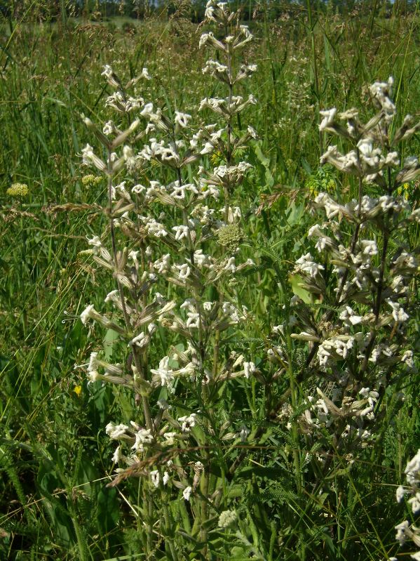 Image of Silene viscosa specimen.