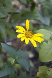 Heliopsis helianthoides подвид scabra. Верхушка цветущего растения. Новосибирск, в культуре (цветник). 19.10.2009.