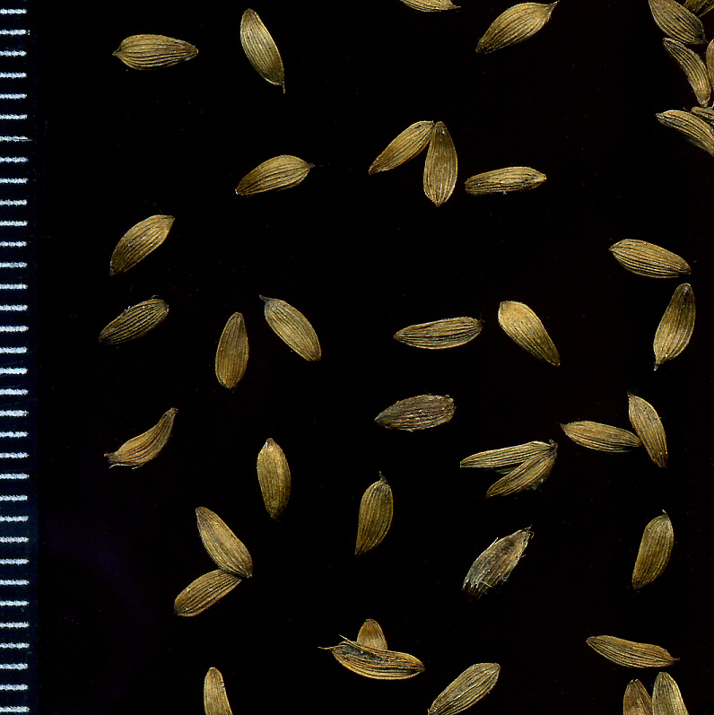 Image of Lactuca sativa specimen.