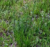 Artemisia campestris