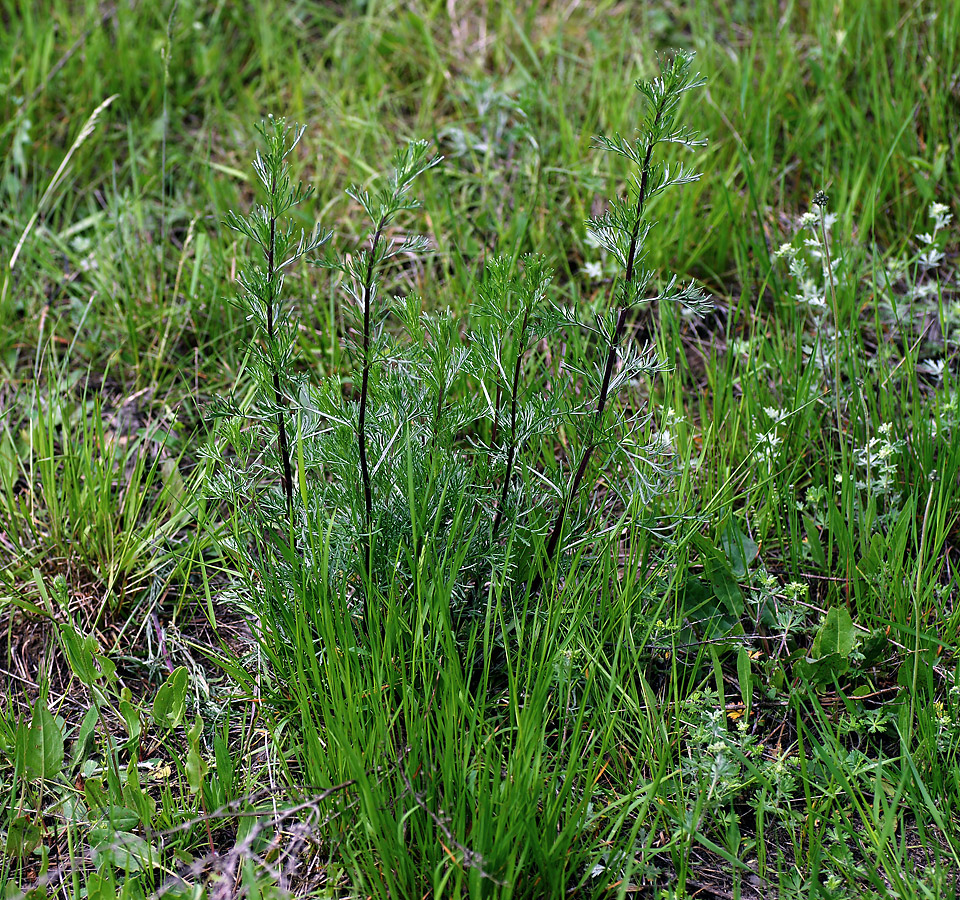 Изображение особи Artemisia campestris.