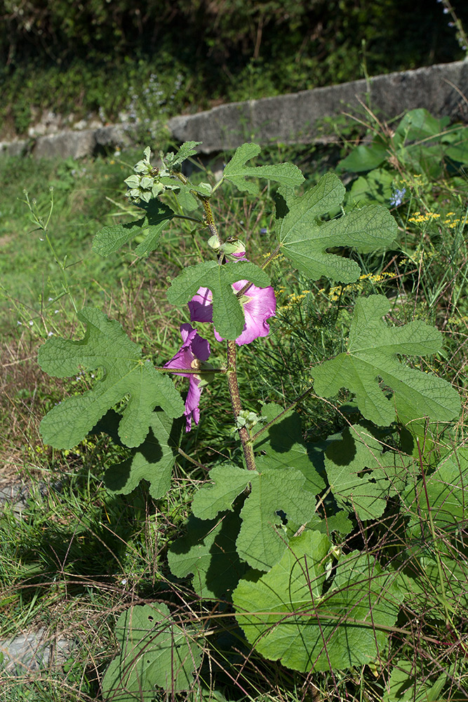 Изображение особи Alcea setosa.