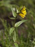 Melampyrum pratense. Верхушка цветущего растения. Архангельская обл., Соловки, о. Бол. Соловецкий, приморское березовое криволесье. 04.08.2015.