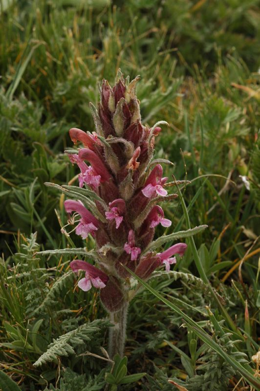 Image of Pedicularis alatauica specimen.