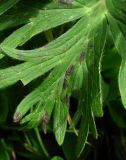 Anemonastrum fasciculatum. Часть листа с поражениями. Краснодарский край, хр. Аибга, субальпийский луг, ≈ 2400 м н.у.м. 02.07.2015.