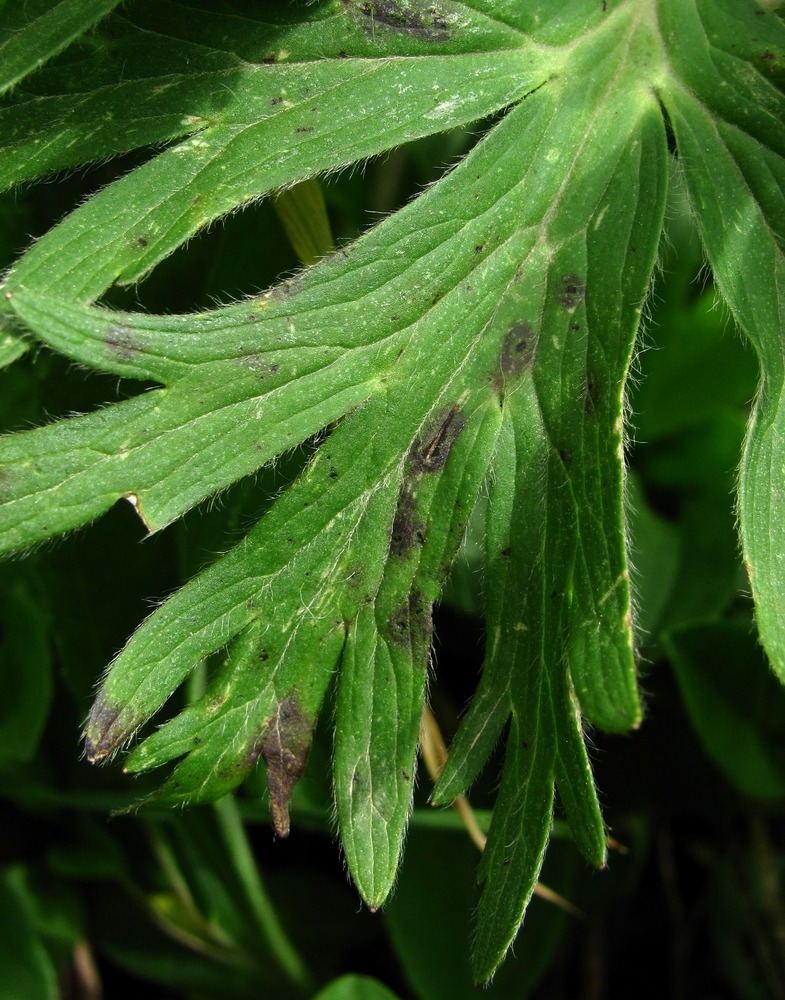 Изображение особи Anemonastrum fasciculatum.