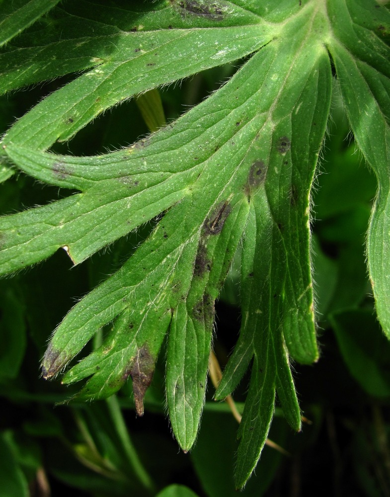 Image of Anemonastrum fasciculatum specimen.