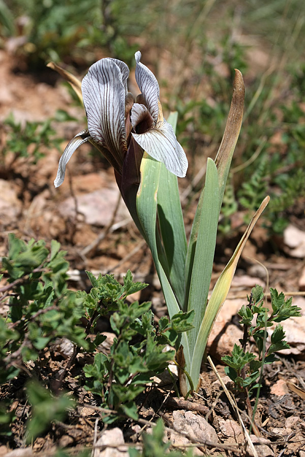 Image of Iris korolkowii specimen.