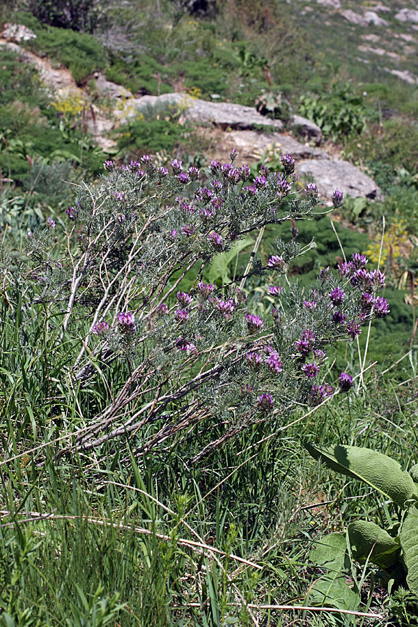 Изображение особи Astragalus ugamicus.