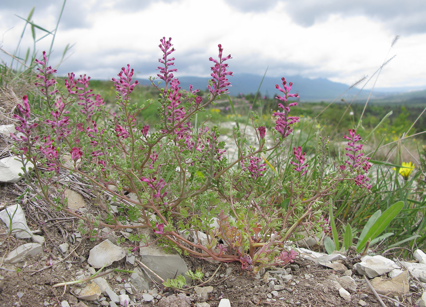 Изображение особи Fumaria officinalis.