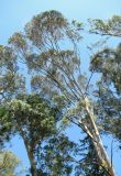 genus Eucalyptus. Крона дерева. Абхазия, Гагрский р-н, окр. г. Пицунда. 11.06.2012.