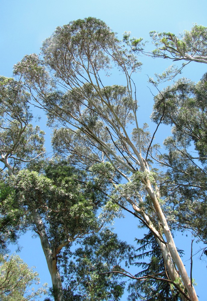 Image of genus Eucalyptus specimen.