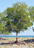 Ceriops tagal. Взрослое дерево во время отлива. Андаманские острова, остров Лонг. 07.01.2015.