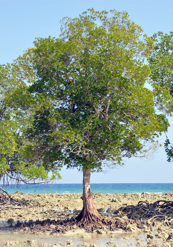 Image of Ceriops tagal specimen.