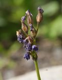 Primula parryi