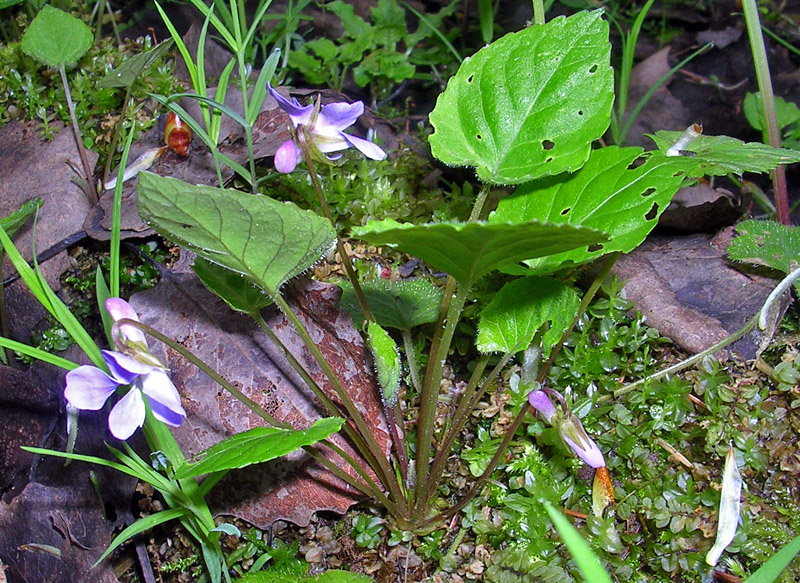 Изображение особи Viola selkirkii.