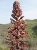 Eremurus cristatus. Соцветие. Южный Казахстан, вост. отроги Чу-Илийских гор, горы Анрахай, ур. Танбалы (Тамгалытас). 26 апреля 2011 г.