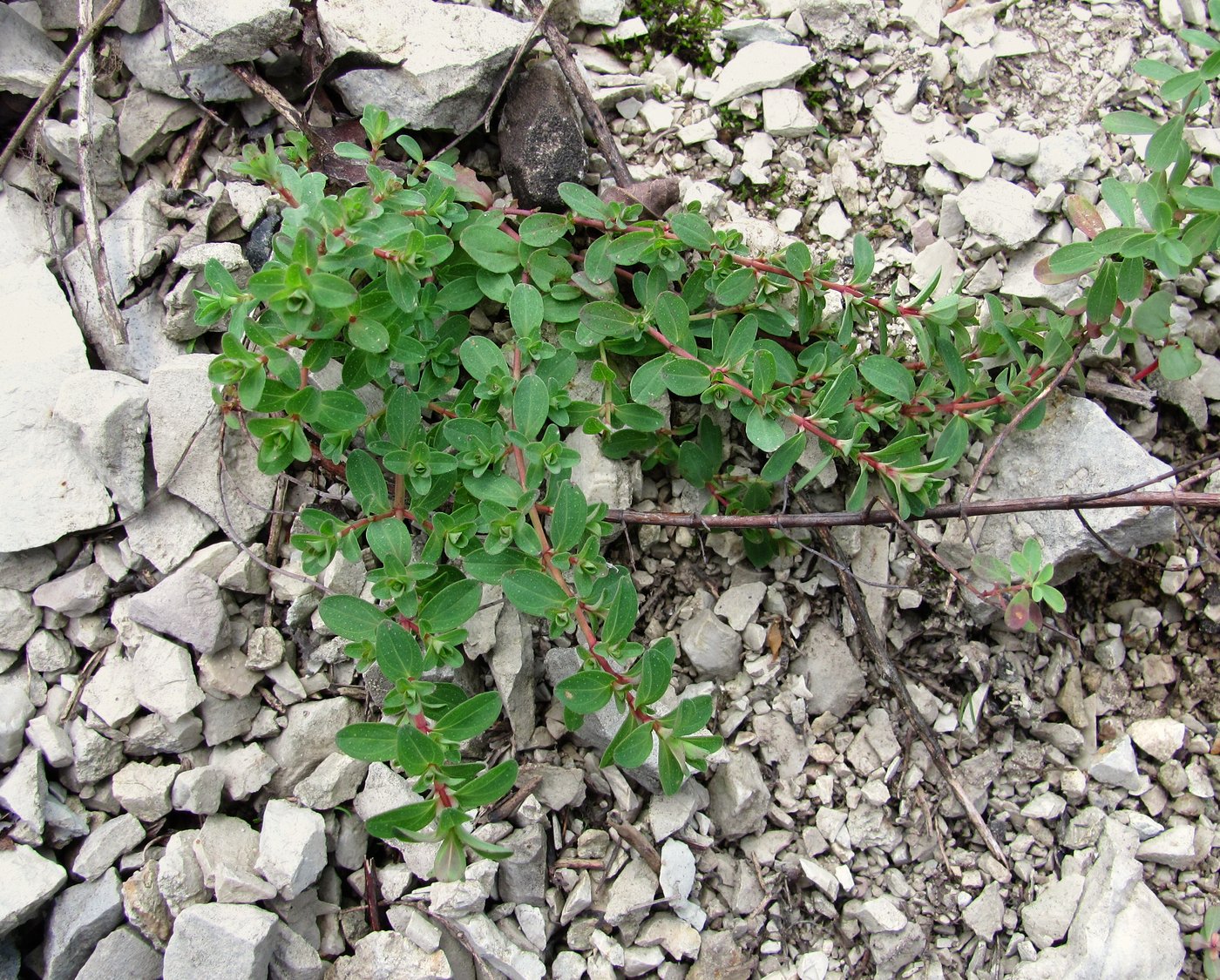 Image of genus Hypericum specimen.