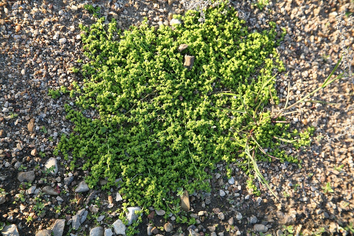 Image of Herniaria glabra specimen.