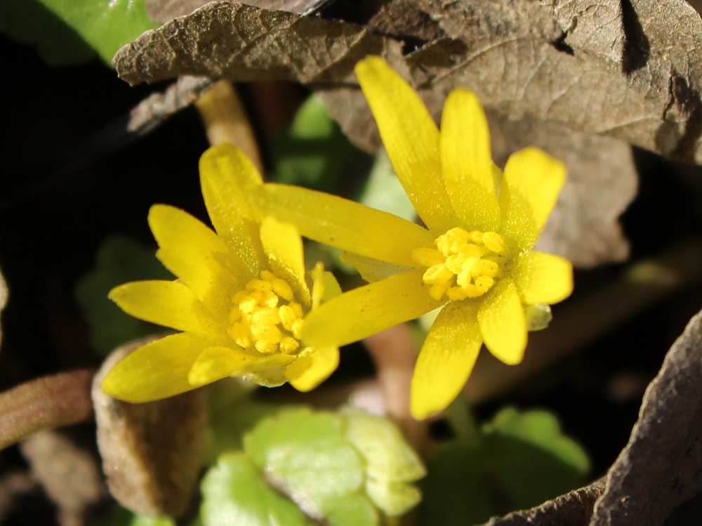 Image of Ficaria ficarioides specimen.