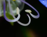 Commelina erecta