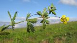 Potentilla erecta. Верхушка побега с цветком. Адыгея, Кавказский биосферный заповедник, северо-восточный склон горы Оштен, выс. ≈ 2100 м н.у.м., субальпийский низкотравный луг. 17.07.2015.