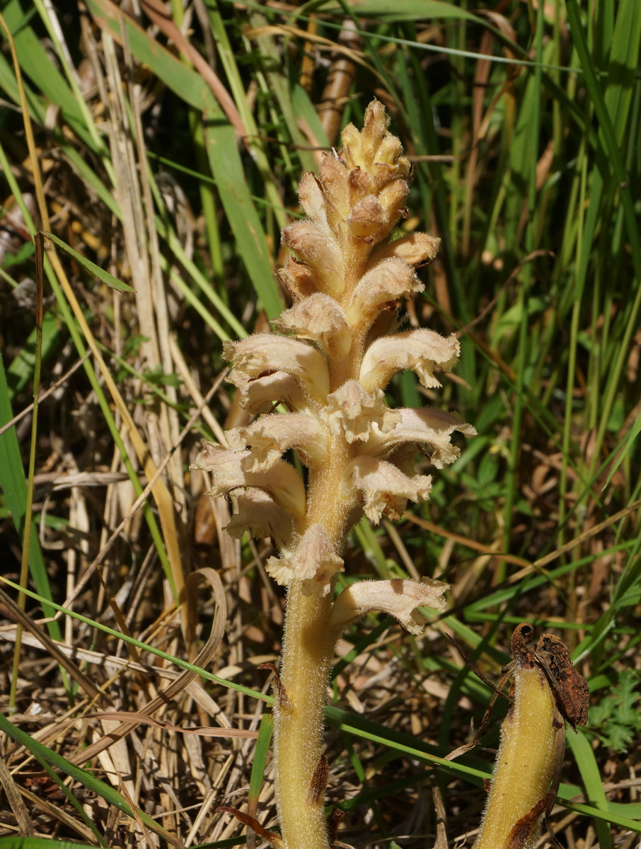 Изображение особи Orobanche centaurina.