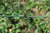 Elytrigia repens. Часть побега с основанием листовой пластинки и сидящим жуком. Челябинская обл., окр. г. Челябинск, Золотая горка, разнотравная поляна в берёзовом лесу. 03.07.2014.