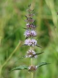 Mentha arvensis