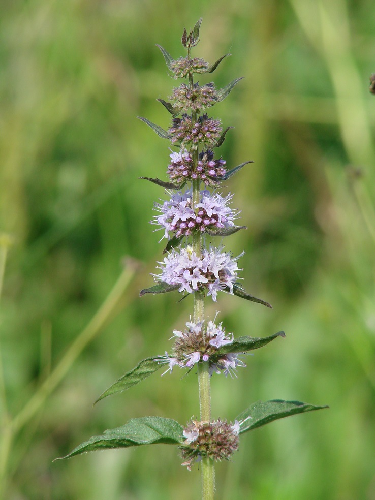 Image of Mentha arvensis specimen.