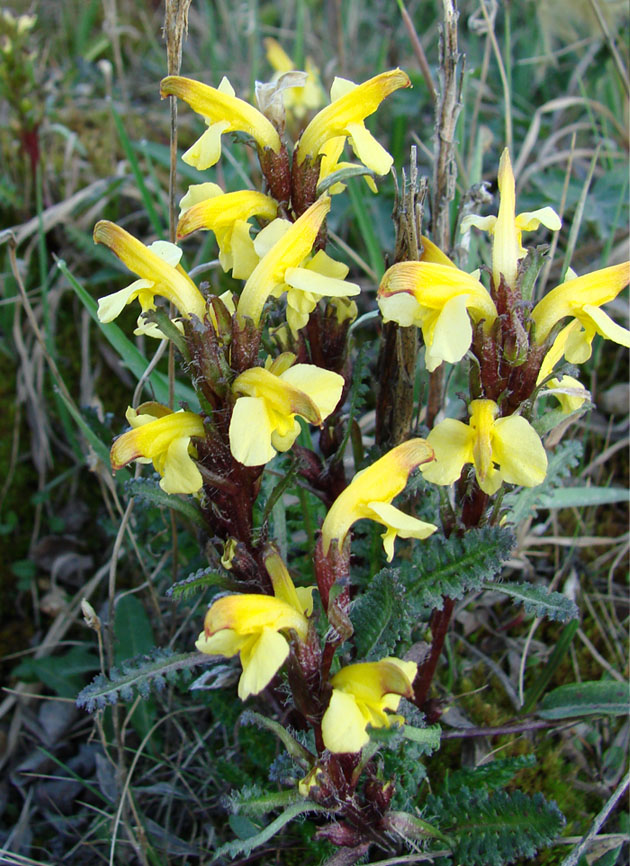 Image of Pedicularis oederi specimen.