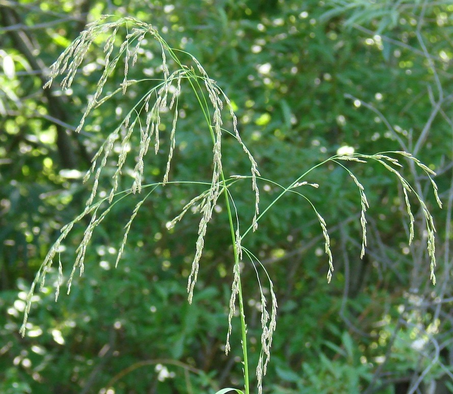 Image of genus Glyceria specimen.