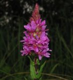 Lythrum salicaria