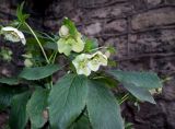 genus Helleborus