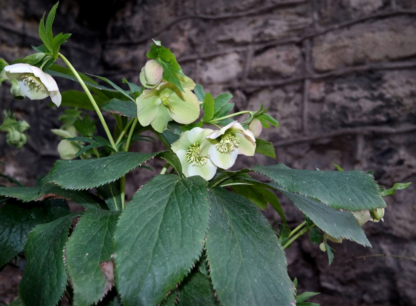 Image of genus Helleborus specimen.