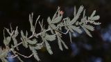 Acacia baileyana