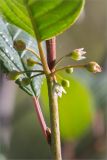 Frangula alnus