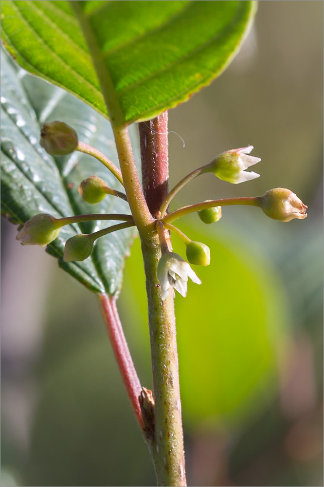 Изображение особи Frangula alnus.