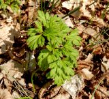 Physospermum cornubiense