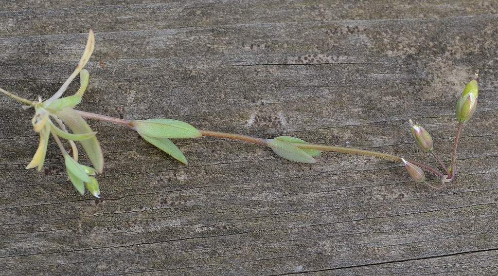 Image of Holosteum umbellatum specimen.