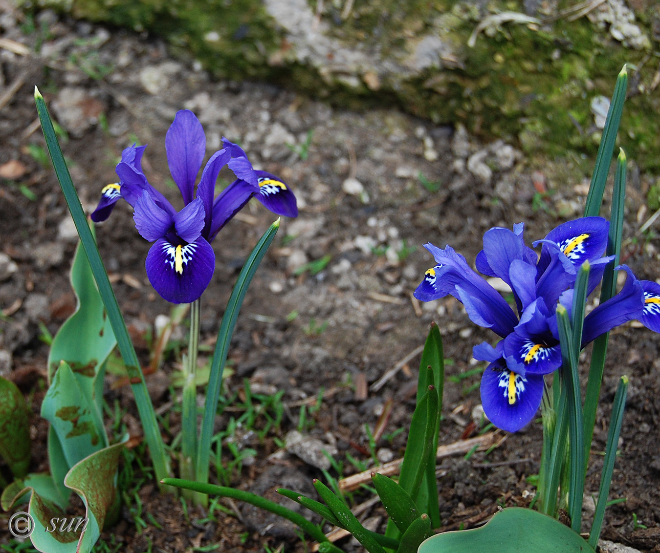 Изображение особи Iridodictyum reticulatum.