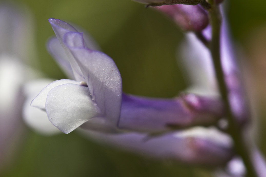 Изображение особи Vicia cretica ssp. aegaea.